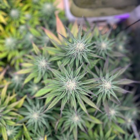  Purple Kush  growlog timeline photo