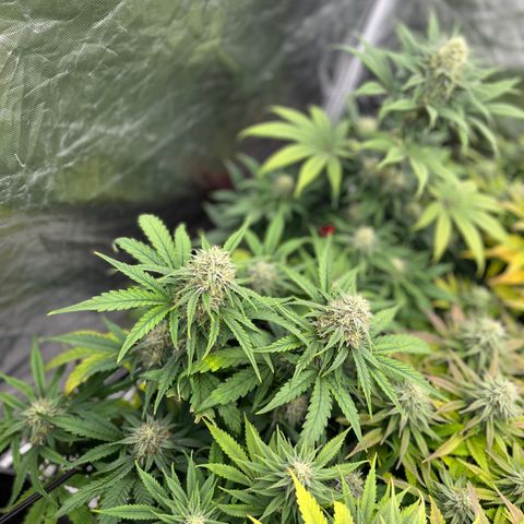  Purple Kush  growlog timeline photo