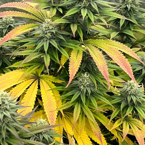  Purple Kush  growlog timeline photo