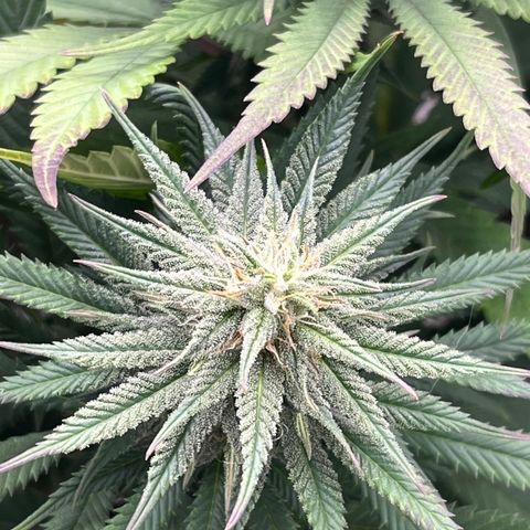  Purple Kush  growlog timeline photo