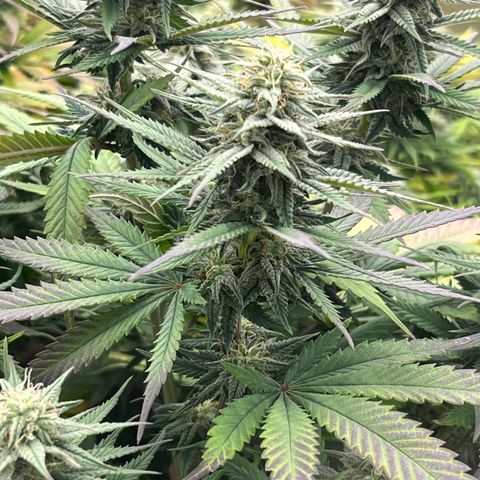  Purple Kush  growlog timeline photo