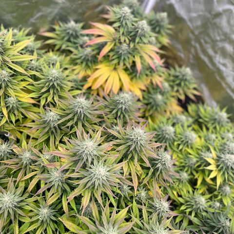  Purple Kush  growlog timeline photo