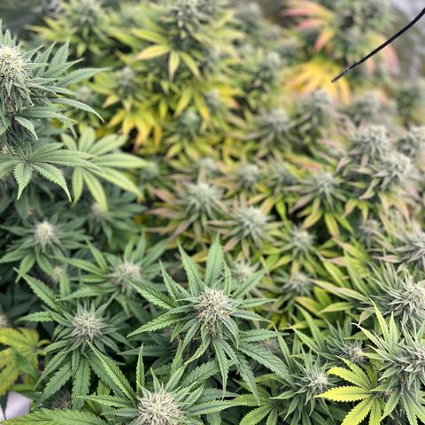  Purple Kush  growlog timeline photo