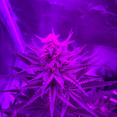 Black Domina (green container) growlog timeline photo