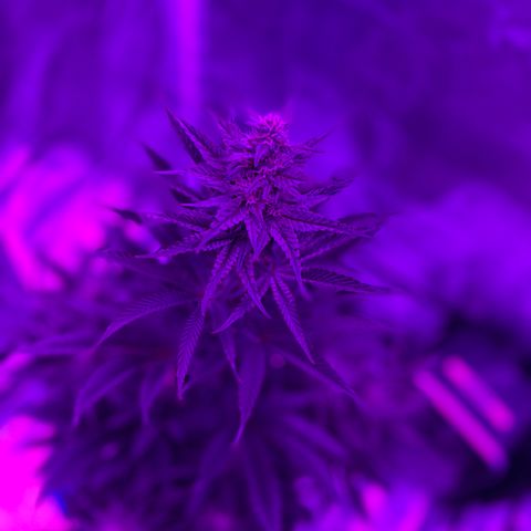 Black Domina (green container) growlog timeline photo