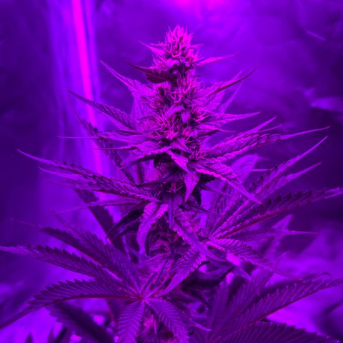 Black Domina (green container) growlog timeline photo