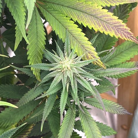  Purple Kush  growlog timeline photo