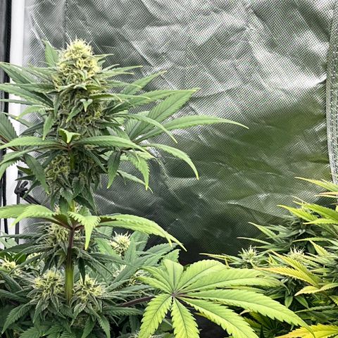  Purple Kush  growlog timeline photo