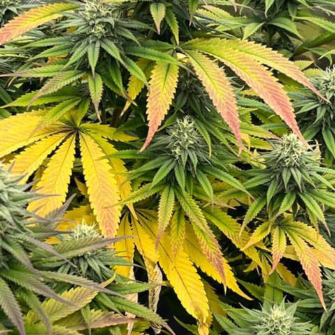  Purple Kush  growlog timeline photo