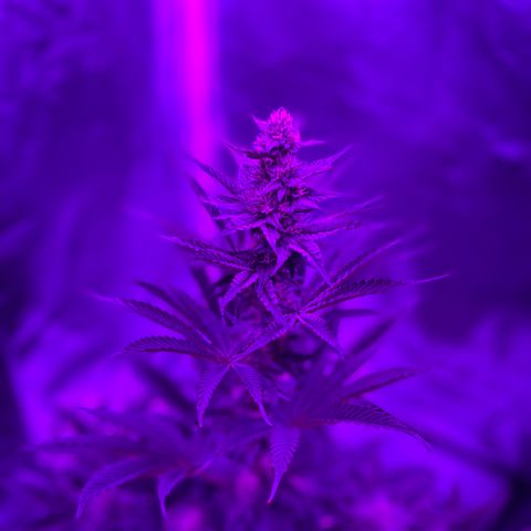 Black Domina (green container) growlog timeline photo