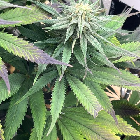  Purple Kush  growlog timeline photo