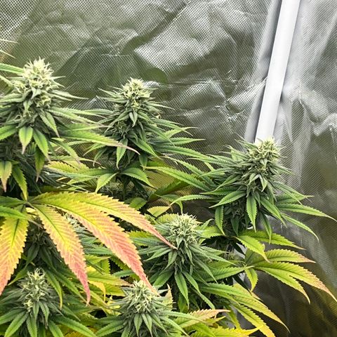  Purple Kush  growlog timeline photo