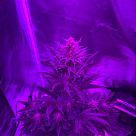Black Domina (green container) growlog timeline photo