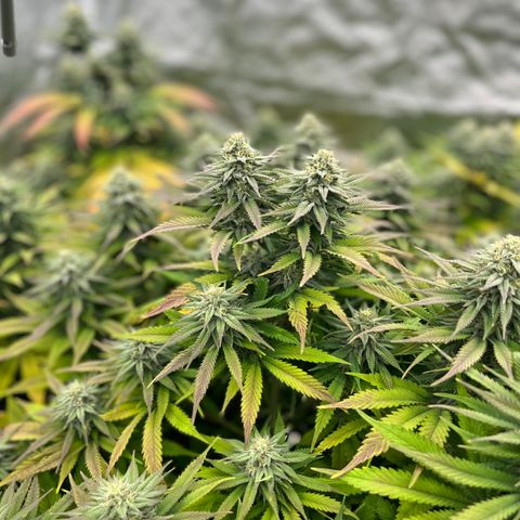  Purple Kush  growlog timeline photo