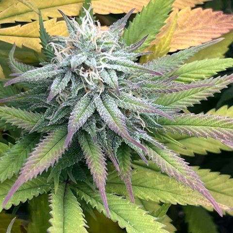  Purple Kush  growlog timeline photo