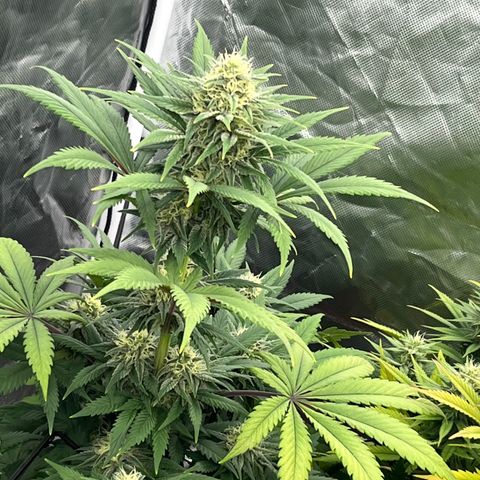  Purple Kush  growlog timeline photo