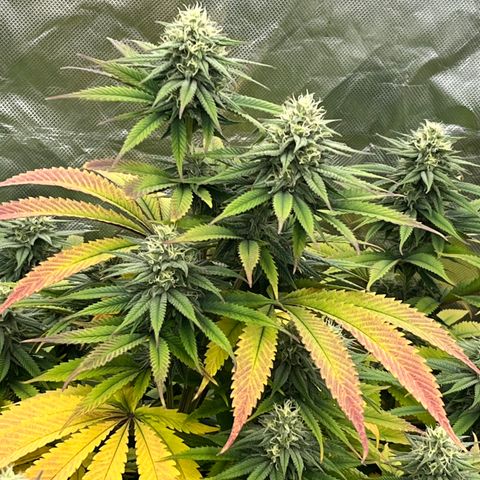 Purple Kush  growlog timeline photo