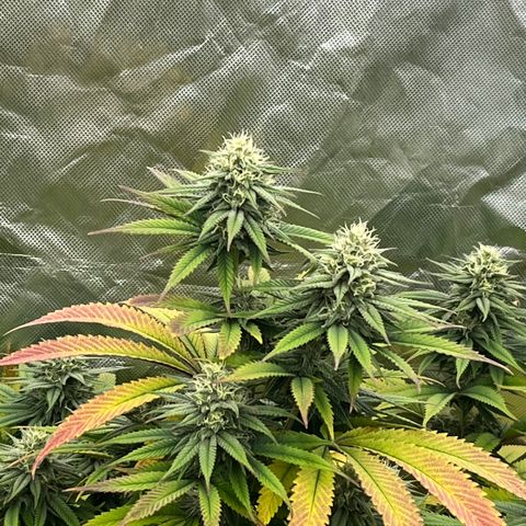  Purple Kush  growlog timeline photo