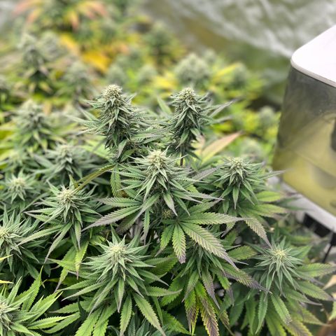  Purple Kush  growlog timeline photo