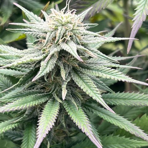  Purple Kush  growlog timeline photo