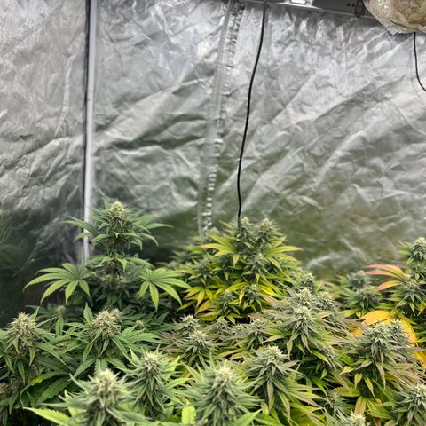  Purple Kush  growlog timeline photo