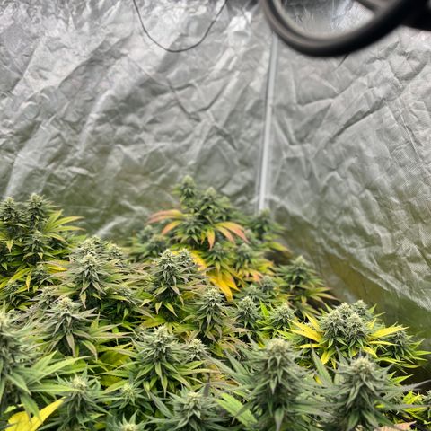  Purple Kush  growlog timeline photo