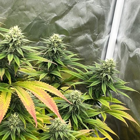  Purple Kush  growlog timeline photo