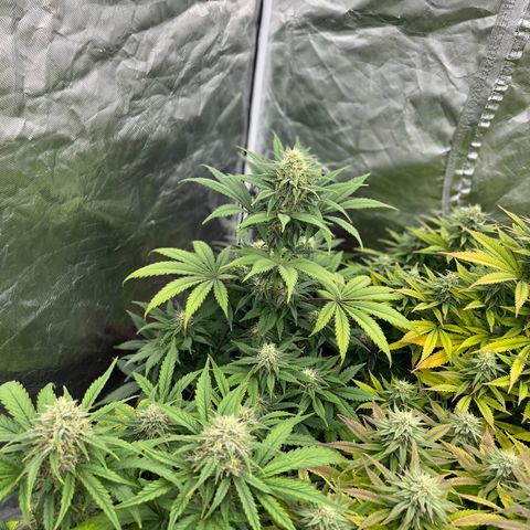  Purple Kush  growlog timeline photo
