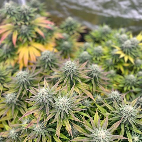  Purple Kush  growlog timeline photo