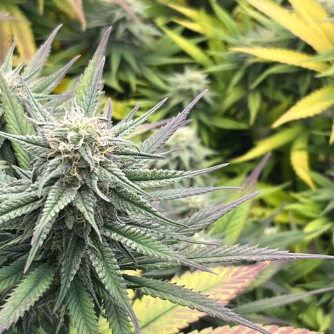  Purple Kush  growlog timeline photo