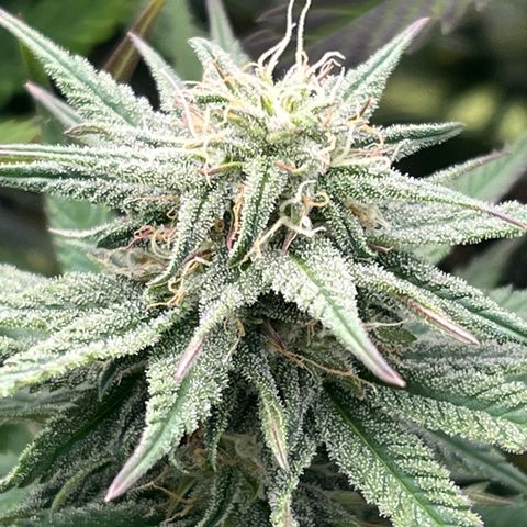  Purple Kush  growlog timeline photo