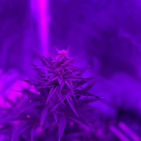 Black Domina (green container) growlog timeline photo