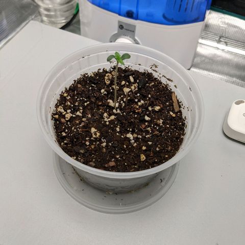 Forbidden Fruit (cherry pie x tangie) growlog timeline photo