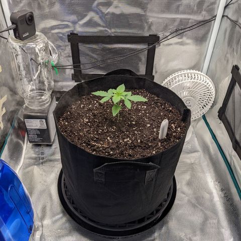 Forbidden Fruit (cherry pie x tangie) growlog timeline photo