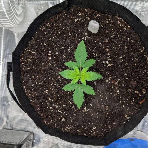 Forbidden Fruit (cherry pie x tangie) growlog timeline photo