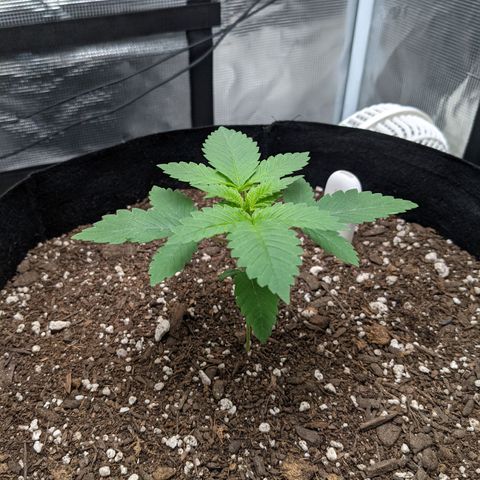 Forbidden Fruit (cherry pie x tangie) growlog photo: - Looking healthy post transplant. 
- Letting soil dry then I will ease into the nutrient schedule. 
- Raised the light to 24" and changed the brightness to 55% 
- Plant is in praying position with no signs of immediate stress. 
- I will keep a close eye and adjust if needed. 
