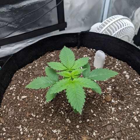 Forbidden Fruit (cherry pie x tangie) growlog photo: - Looking healthy post transplant. 
- Letting soil dry then I will ease into the nutrient schedule. 
- Raised the light to 24" and changed the brightness to 55% 
- Plant is in praying position with no signs of immediate stress. 
- I will keep a close eye and adjust if needed. 