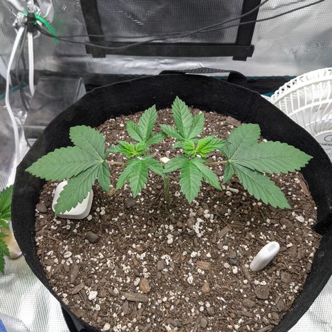 Forbidden Fruit (cherry pie x tangie) growlog timeline photo
