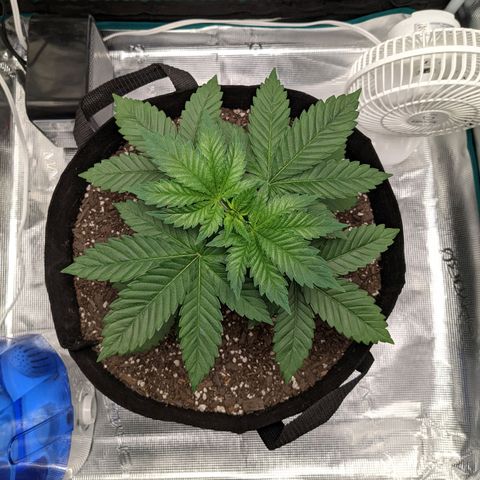 Forbidden Fruit (cherry pie x tangie) growlog timeline photo