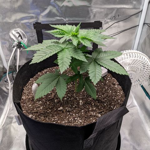 Forbidden Fruit (cherry pie x tangie) growlog timeline photo