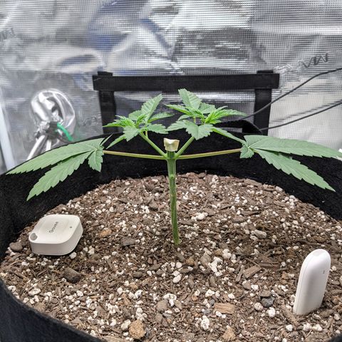 Forbidden Fruit (cherry pie x tangie) growlog timeline photo