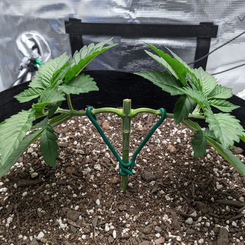 Forbidden Fruit (cherry pie x tangie) growlog timeline photo