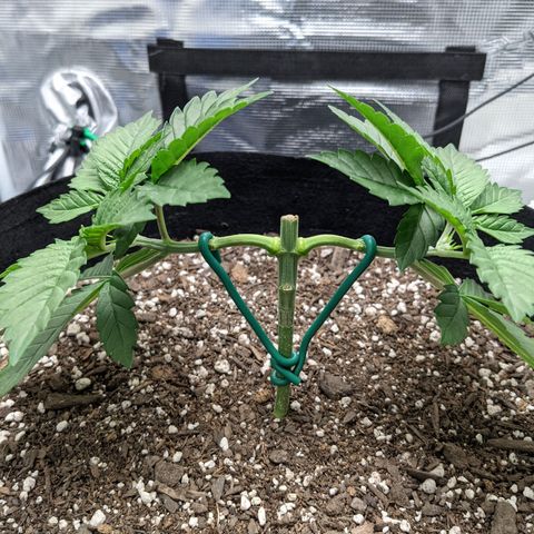 Forbidden Fruit (cherry pie x tangie) growlog timeline photo
