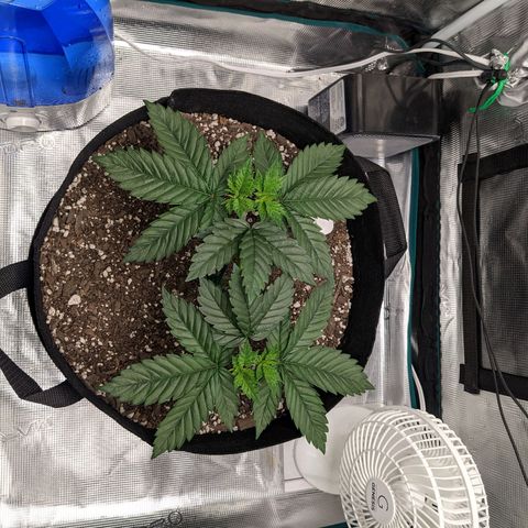 Forbidden Fruit (cherry pie x tangie) growlog timeline photo