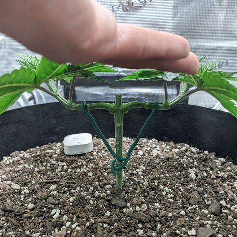 Forbidden Fruit (cherry pie x tangie) growlog timeline photo