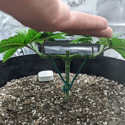 Forbidden Fruit (cherry pie x tangie) growlog timeline photo