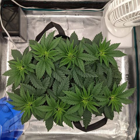 Forbidden Fruit (cherry pie x tangie) growlog timeline photo