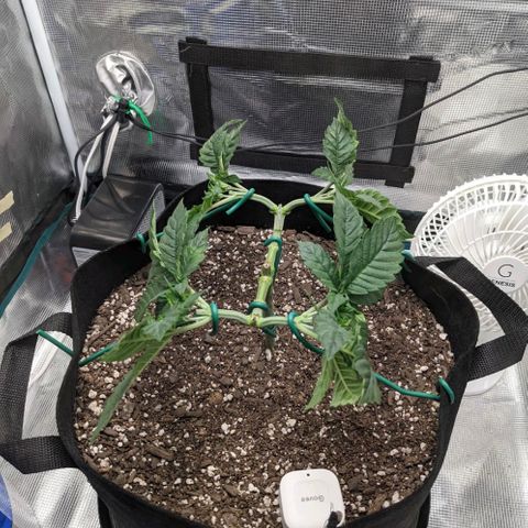 Forbidden Fruit (cherry pie x tangie) growlog timeline photo