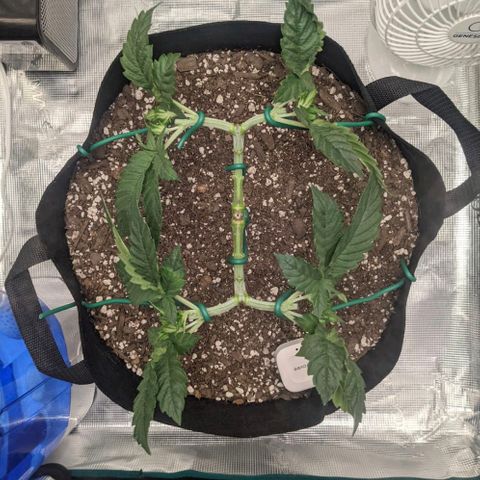 Forbidden Fruit (cherry pie x tangie) growlog timeline photo