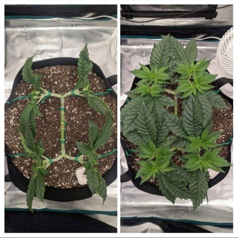 Forbidden Fruit (cherry pie x tangie) growlog timeline photo